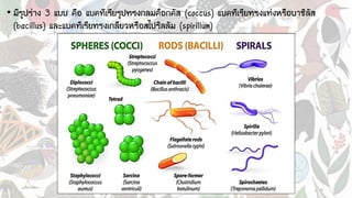 • มีรูปร่าง 3 แบบ คือ แบคทีเรียรูปทรงกลมค็อกคัส (coccus) แบคทีเรียทรงแท่งหรือบาซิลัส
(bacillus) และแบคทีเรียทรงเกลียวหรือสไปริลลัม (spirillum)
 