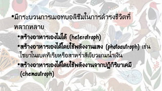 •มีกระบวนการเมอทบอลิซึมในการดารงชีวิตที่
หลากหลาย
•สร้างอาหารเองไม่ได้ (heterotroph)
•สร้างอาหารเองได้โดยใช้พลังงานแสง (photoautroph) เช่น
ไซยาโนแบคทีเรียหรือสาหร่าสีเขียวแกมน้าเงิน
•สร้างอาหารเองได้โดยใช้พลังงานจากปฏิกิริยาเคมี
(chemautroph)
 