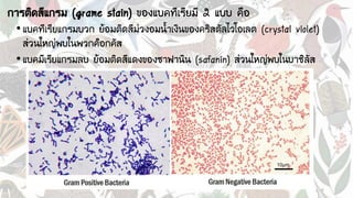 การติดสีแกรม (grame stain) ของแบคทีเรียมี 2 แบบ คือ
•แบคทีเรียแกรมบวก ย้อมติดสีม่วงอมน้าเงินของคริสตัลไวโอเลต (crystal violet)
ส่วนใหญ่พบในพวกค็อกคัส
•แบคมีเรียแกรมลบ ย้อมติดสีแดงของซาฟานิน (safanin) ส่วนใหญ่พบในบาซิลัส
 