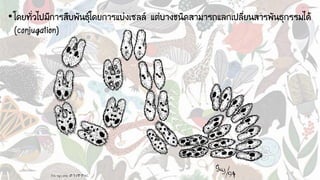 •โดยทั่วไปมีการสืบพันธุ์โดยการแบ่งเซลล์ แต่บางชนิดสามารถแลกเปลี่ยนสารพันธุกรรมได้
(conjugation)
 