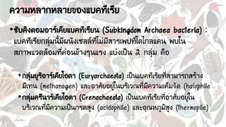 ความหลากหลายของแบคทีเรีย
•ซับคิงดอมอาร์เคียแบคทีเรียน (Subkingdom Archaea bacteria) :
แบคทีเรียกลุ่มนี้มีผนังเซลล์ที่ไม่มีสารเพปทิโดไกลแคน พบใน
สภาพแวดล้อมที่ค่อนข้างรุนแรง แบ่งเป็น 2 กลุ่ม คือ
•กลุ่มยูริอาร์เคียโอตา (Euryarchaeota) เป็นแบคทีเรียที่สามารถสร้าง
มีเทน (methanogen) และอาศัยอยู่ในบริเวณที่มีความเค็มจัด (halophile
•กลุ่มครีนาร์เคียโอตา (Crenachaeota) เป็นแบคทีเรียที่อาศัยอยู่ใน
บริเวณที่มีความเป็นกรดสูง (acidophile) และอุณหภูมิสูง (thermopile)
 