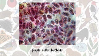 purple sulfur bacteria
 