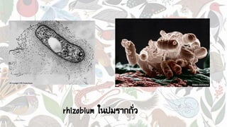 rhizobium ในปมรากถั่ว
 