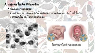 2. กลุ่มคลาไมเดีย Chlamydias
•เป็นแบคทีเรียแกรมลบ
•ดารงชีวิตแบบปรสิตทาให้เกิดโรคติดต่อทางเพศสัมพันธ์ เช่น โรคโกโนเรีย
หรือหนองใน และโรคเยื่อตาอักเสบ
 