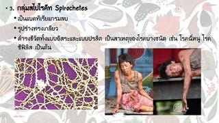 • 3. กลุ่มสไปโรคีท Spirochetes
•เป็นแบคทีเรียแกรมลบ
•รูปร่างทรงเกลียว
•ดารงชีวิตทั้งแบบอิสระและแบบปรสิต เป็นสาเหตุของโรคบางชนิด เช่น โรคฉี่หนู โรค
ซิฟิลิส เป็นต้น
 