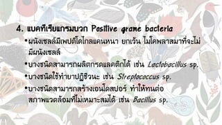 4. แบคทีเรียแกรมบวก Positive grame bacteria
•ผนังเซลล์มีเพปติโดไกลแคนหนา ยกเว้น ไมโคพลาสมาที่จะไม่
มีผนังเซลล์
•บางชนิดสามารถผลิตกรดแลคติกได้ เช่น Lactobacillus sp.
•บางชนิดใช้ทายาปฏิชีวนะ เช่น Streptococcus sp.
•บางชนิดสามารถสร้างเอนโดสปอร์ ทาให้ทนต่อ
สภาพแวดล้อมที่ไม่เหมาะสมได้ เช่น Bacillus sp.
 