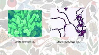 Lactobacillus sp. Streptococcus sp.
 