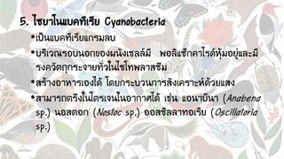 5. ไซยาโนแบคทีเรีย Cyanobacteria
•เป็นแบคทีเรียแกรมลบ
•บริเวณรอบนอกของผนังเซลล์มี พอลิแซ็กคาไรด์หุ้มอยู่และมี
รงควัตถุกระจายทั่วในไซโทพลาสซึม
•สร้างอาหารเองได้ โดยกระบวนการสังเคราะห์ด้วยแสง
•สามารถตรึงในโตรเจนในอากาศได้ เช่น แอนาบีนา (Anabena
sp.) นอสตอก (Nostoc sp.) ออสซิลลาทอเรีย (Oscillatoria
sp.)
 