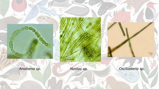 Anabena sp. Nostoc sp. Oscillatoria sp.
 