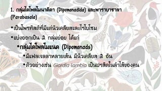 1. กลุ่มไดโพลโมนาดิดา (Dipomonadida) และพาราบาซาลา
(Parabasala)
•เป็นโพรทิสต์ที่มีแต่นิวเคลียสและไรโบโซม
•แบ่งออกเป็น 2 กลุ่มย่อย ได้แก่
•กลุ่มไดโพลโมแนด (Dipomonads)
•มีแฟลเจลลาหลายเส้น มีนิวเคลียส 2 อัน
•ตัวอย่างเช่น Giardia lambia เป็นปรสิตในลาไส้ของคน
 