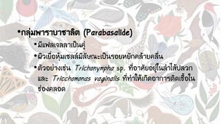 •กลุ่มพาราบาซาลิต (Parabasalide)
•มีแฟลเจลลาเป็นคู่
•ผิวเยื่อหุ้มเซลล์มีลัษณะเป็นรอยหยักคล้ายคลื่น
•ตัวอย่างเช่น Trichonympha sp. ที่อาศัยอยู่ในลาไส้ปลวก
และ Tricchomonas vaginalis ที่ทาให้เกิดอาการติดเชื้อใน
ช่องคลอด
 