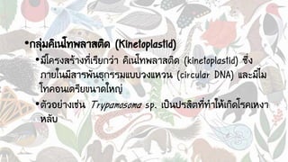 •กลุ่มคิเนโทพลาสติด (Kinetoplastid)
•มีโครงสร้างที่เรียกว่า คิเนโทพลาสติด (kinetoplastid) ซึ่ง
ภายในมีสารพันธุกรรมแบบวงแหวน (circular DNA) และมีไม
โทคอนเดรียขนาดใหญ่
•ตัวอย่างเช่น Trypamosoma sp. เป็นปรสิตที่ทาให้เกิดโรคเหงา
หลับ
 