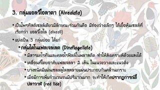3. กลุ่มแอลวีโอลาตา (Alveolata)
•เป็นโพรทิสต์เซลล์เดียวมีลักษณะร่วมกันคือ มีช่องว่างเล็กๆ ใต้เยื้อหุ้มเซลล์ที่
เรียกว่า แอลวีโอไล (alveoli)
•แบ่งเป็น 3 กลุ่มย่อย ได้แก่
•กลุ่มไดโนแฟลเจลเลต (Dinoflagellate)
•มีสารแคโรทีนและคลอโรฟิลล์ในพลาสติด ทาให้สังเคราะห์ด้วยแสงได้
•เคลื่อนที่โดยอาศัยแฟลเจลลา 2 เส้น ในแนวขวางและแนวดิ่ง
•บางชนิดมีแผ่นเซลลลูโลสหลายแผ่นประกอบกันคล้านเกราะ
•เมื่อมีการเพิ่มจานวนจนมีปริมาณมาก จะทาให้เกิดปรากฏการณ์ขี้
ปลาวาฬ (red tide)
 