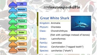 การจัดหมวดหมู่ของสิ่งมีชีวิต
 