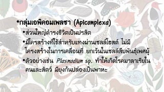 •กลุ่มเอพิคอมเพลซา (Apicomplexa)
•ส่วนใหญ่ดารงชีวิตเป็นปรสิต
•มีโครสร้างที่ใช้สาหรับแทงผ่านเซลล์โฮสต์ ไม่มี
โครงสร้างในการเคลื่อนที่ ยกเว้นในเซลล์สืบพันธุ์เพศผู้
•ตัวอย่างเช่น Plasmodium sp. ทาให้เกิดโรคมาลาเรียใน
คนและสัตว์ มียุงก้นปล่องเป็นพาหะ
 