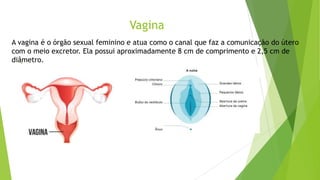 Vagina
●
A vagina é o órgão sexual feminino e atua como o canal que faz a comunicação do útero
com o meio excretor. Ela possui aproximadamente 8 cm de comprimento e 2,5 cm de
diâmetro.
 