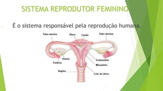 SISTEMA REPRODUTOR FEMININO
● É o sistema responsável pela reprodução humana.
 