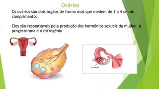 Ovários
●
Os ovários são dois órgãos de forma oval que medem de 3 a 4 cm de
comprimento.
Eles são responsáveis pela produção dos hormônios sexuais da mulher, a
progesterona e o estrogênio
 