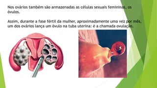 Nos ovários também são armazenadas as células sexuais femininas, os
óvulos.
Assim, durante a fase fértil da mulher, aproximadamente uma vez por mês,
um dos ovários lança um óvulo na tuba uterina: é a chamada ovulação.
 
