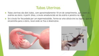 Tubas Uterinas
 Tubas uterinas são dois tubos, com aproximadamente 10 cm de comprimento, que unem os
ovários ao útero. A partir disso, o óvulo amadurecido sai do ovário e penetra na tuba.
 Se o óvulo for fecundado por um espermatozóide, forma-se uma célula-ovo ou zigoto, que se
encaminha para o útero, local onde se fixa e desenvolve.
 