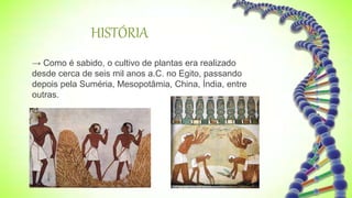 HISTÓRIA
→ Como é sabido, o cultivo de plantas era realizado
desde cerca de seis mil anos a.C. no Egito, passando
depois pela Suméria, Mesopotâmia, China, Índia, entre
outras.
 
