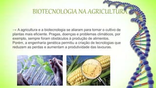 BIOTECNOLOGIA NA AGRICULTURA
→ A agricultura e a biotecnologia se aliaram para tornar o cultivo de
plantas mais eficiente. Pragas, doenças e problemas climáticos, por
exemplo, sempre foram obstáculos à produção de alimentos.
Porém, a engenharia genética permitiu a criação de tecnologias que
reduzem as perdas e aumentam a produtividade das lavouras.
 