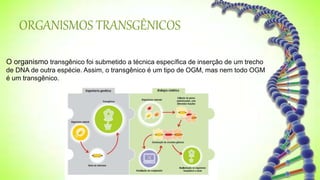 ORGANISMOS TRANSGÊNICOS
O organismo transgênico foi submetido a técnica específica de inserção de um trecho
de DNA de outra espécie. Assim, o transgênico é um tipo de OGM, mas nem todo OGM
é um transgênico.
 