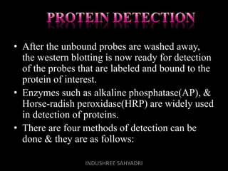 • After the unbound probes are washed away,
the western blotting is now ready for detection
of the probes that are labeled and bound to the
protein of interest.
• Enzymes such as alkaline phosphatase(AP), &
Horse-radish peroxidase(HRP) are widely used
in detection of proteins.
• There are four methods of detection can be
done & they are as follows:
INDUSHREE SAHYADRI
 