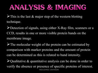 This is the last & major step of the western blotting
technique.
Detection of signals, using either X-Ray film, scanners or a
CCD, results in one or more visible protein bands on the
membrane image.
The molecular weight of the protein can be estimated by
comparison with marker proteins and the amount of protein
can be determined as this is related to band intensity.
Qualitative & quantitative analysis can be done in order to
verify the absence or presence of specific proteins of interest.
INDUSHREE SAHYADRI
 