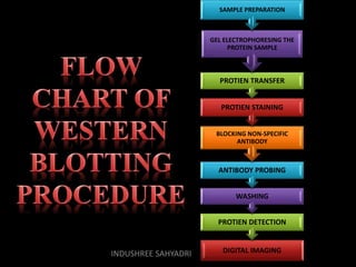 DIGITAL IMAGING
PROTIEN DETECTION
WASHING
ANTIBODY PROBING
BLOCKING NON-SPECIFIC
ANTIBODY
PROTIEN STAINING
PROTIEN TRANSFER
GEL ELECTROPHORESING THE
PROTEIN SAMPLE
SAMPLE PREPARATION
INDUSHREE SAHYADRI
 