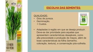 QUALIDADE:
• Grau de pureza.
• Germinação.
= Custos.
• Adaptadas à região em que se deseja produzir.
Deve-se dar prioridade para aquelas que
apresentem características desejáveis, como
alta precocidade e produção de maços, além de
boas características da folha (tamanho,
coloração, textura), e conservação pós-colheita.
ESCOLHA DAS SEMENTES:
 