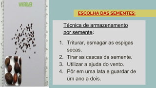 1. Triturar, esmagar as espigas
secas.
2. Tirar as cascas da semente.
3. Utilizar a ajuda do vento.
4. Pôr em uma lata e guardar de
um ano a dois.
ESCOLHA DAS SEMENTES:
Técnica de armazenamento
por semente:
 