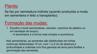 Plantio
Se faz por semeadura indireta (quando produzida a muda
em sementeira e feito o transplantio).
Formação das mudas:
1. Escolha o local (sementeiras, caixotes, copinhos de plástico ou
em bandejas de isopor).
- A sementeira é a forma mais simples e econômica.
Nas sementeiras, as sementes são distribuídas em linhas
contínuas distanciadas 10 cm, com 1 a 2 cm de abertura e
profundidade e cobertas com fina gamada de terra para facilitar a
germinação das sementes.
 