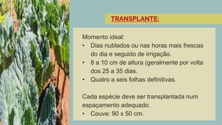Momento ideal:
• Dias nublados ou nas horas mais frescas
do dia e seguido de irrigação.
• 8 a 10 cm de altura (geralmente por volta
dos 25 a 35 dias.
• Quatro a seis folhas definitivas.
Cada espécie deve ser transplantada num
espaçamento adequado.
• Couve: 90 x 50 cm.
TRANSPLANTE:
 
