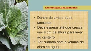 • Dentro de uma a duas
semanas.
• Deve esperar até que cresça
uns 8 cm de altura para levar
ao canteiro.
• Ter cuidado com o volume de
cloro na água.
Germinação das sementes
 