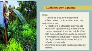 Rega:
- Todos os dias, com frequência.
- Sem deixar o solo encharcado, pois
prejudicar a raíz.
• O ideal seria a utilização da irrigação
localizada (gotejamento), o que é mais
comum nos produtores em estufa. Com
este sistema localizado pode-se realizar
a fertirrigação (adubação + água), com a
utilização de biofertilizantes feitos na
própria propriedade.
• O controle de pragas invasoras pode ser
manual.
Cuidados com a planta:
 