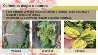 • Para doenças viróticas não existe controle e, portanto, como prevenção é
realizado o controle de vetores.
• Recomenda-se a eliminação imediata de plantas infectadas.
Controle de pragas e doenças:
Mosaico Tospovírus Clorose
 