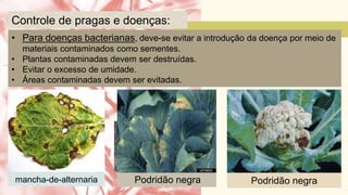 • Para doenças bacterianas, deve-se evitar a introdução da doença por meio de
materiais contaminados como sementes.
• Plantas contaminadas devem ser destruídas.
• Evitar o excesso de umidade.
• Áreas contaminadas devem ser evitadas.
Controle de pragas e doenças:
mancha-de-alternaria Podridão negra Podridão negra
 