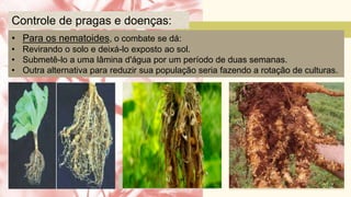 • Para os nematoides, o combate se dá:
• Revirando o solo e deixá-lo exposto ao sol.
• Submetê-lo a uma lâmina d'água por um período de duas semanas.
• Outra alternativa para reduzir sua população seria fazendo a rotação de culturas.
Controle de pragas e doenças:
mancha-de-alternaria Podridão negra Podridão negra
 