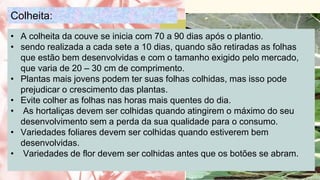 01
You can enter a subtitle
here if you need it
• A colheita da couve se inicia com 70 a 90 dias após o plantio.
• sendo realizada a cada sete a 10 dias, quando são retiradas as folhas
que estão bem desenvolvidas e com o tamanho exigido pelo mercado,
que varia de 20 – 30 cm de comprimento.
• Plantas mais jovens podem ter suas folhas colhidas, mas isso pode
prejudicar o crescimento das plantas.
• Evite colher as folhas nas horas mais quentes do dia.
• As hortaliças devem ser colhidas quando atingirem o máximo do seu
desenvolvimento sem a perda da sua qualidade para o consumo.
• Variedades foliares devem ser colhidas quando estiverem bem
desenvolvidas.
• Variedades de flor devem ser colhidas antes que os botões se abram.
Colheita:
 