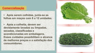 Comercialização
• Após serem colhidas, junta-se as
folhas em maços com 8 a 12 unidades.
• Após a colheita, devem ser
devidamente lavadas ou limpadas,
secadas, classificadas e
acondicionadas em embalagens.
Esses cuidados possibilitam o alcance
de melhores preços e a satisfação dos
consumidores.
 