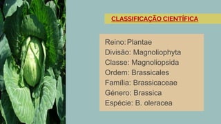 Reino:Plantae
Divisão: Magnoliophyta
Classe: Magnoliopsida
Ordem: Brassicales
Família: Brassicaceae
Género: Brassica
Espécie: B. oleracea
CLASSIFICAÇÃO CIENTÍFICA
 