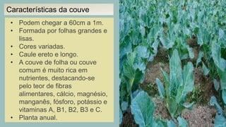 • Podem chegar a 60cm a 1m.
• Formada por folhas grandes e
lisas.
• Cores variadas.
• Caule ereto e longo.
• A couve de folha ou couve
comum é muito rica em
nutrientes, destacando-se
pelo teor de fibras
alimentares, cálcio, magnésio,
manganês, fósforo, potássio e
vitaminas A, B1, B2, B3 e C.
• Planta anual.
Características da couve
 