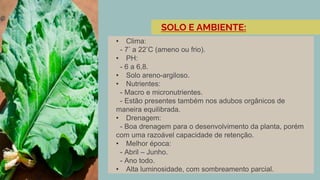 • Clima:
- 7° a 22°C (ameno ou frio).
• PH:
- 6 a 6,8.
• Solo areno-argiloso.
• Nutrientes:
- Macro e micronutrientes.
- Estão presentes também nos adubos orgânicos de
maneira equilibrada.
• Drenagem:
- Boa drenagem para o desenvolvimento da planta, porém
com uma razoável capacidade de retenção.
• Melhor época:
- Abril – Junho.
- Ano todo.
• Alta luminosidade, com sombreamento parcial.
SOLO E AMBIENTE:
 