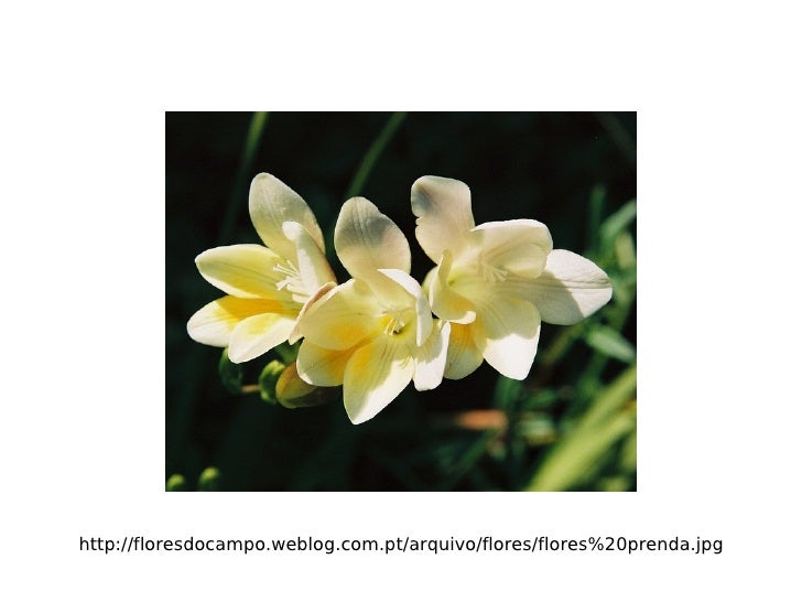 http://floresdocampo.weblog.com.pt/arquivo/flores/flores%20prenda.jpg 