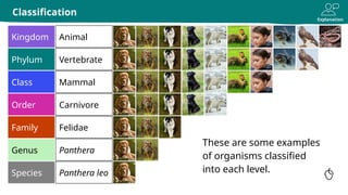 Explanation
Classification
Kingdom Animal
Phylum Vertebrate
Species Panthera leo
Genus Panthera
Class Mammal
Order Carnivore
Family Felidae
These are some examples
of organisms classified
into each level.
 