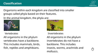 Explanation
Organisms within each kingdom are classified into smaller
groups called phyla based on their features.
Classification
Vertebrates Invertebrates
All organisms in the phylum
vertebrates have a backbone.
This includes mammals, birds,
fish, reptiles and amphibians.
In the animal kingdom, the phyla are:
All organisms in the phylum
invertebrates do not have a
backbone. This includes
insects, worms, arachnids and
molluscs.
 