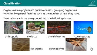 Explanation
Organisms in a phylum are put into classes, grouping organisms
together by general features such as the number of legs they have.
Classification
coelenterates
flat worms
annelid worms
molluscs
arthropods
echinoderms
Invertebrate animals are grouped into the following classes:
 
