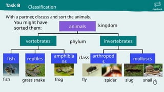 Task B
Feedback
Classification
With a partner, discuss and sort the animals.
You might have
sorted them: animals
vertebrates invertebrates
fish reptiles
amphibia
ns
arthropod
s
molluscs
fish grass snake frog fly spider slug snail
kingdom
phylum
class
 