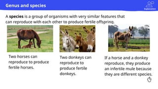 Explanation
A species is a group of organisms with very similar features that
can reproduce with each other to produce fertile offspring.
Genus and species
Two horses can
reproduce to produce
fertile horses.
Two donkeys can
reproduce to
produce fertile
donkeys.
If a horse and a donkey
reproduce, they produce
an infertile mule because
they are different species.
 